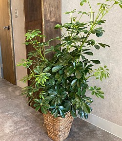 観葉植物